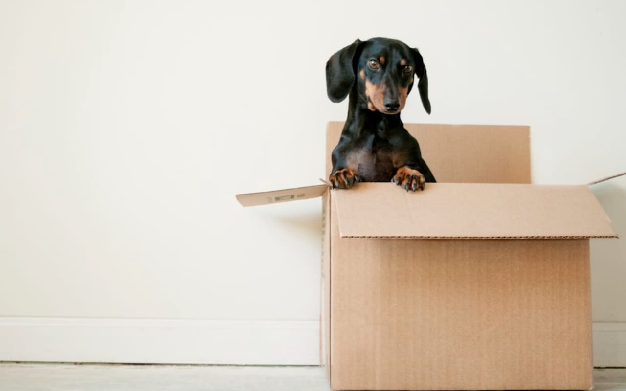 4 Tips for Moving with Pets