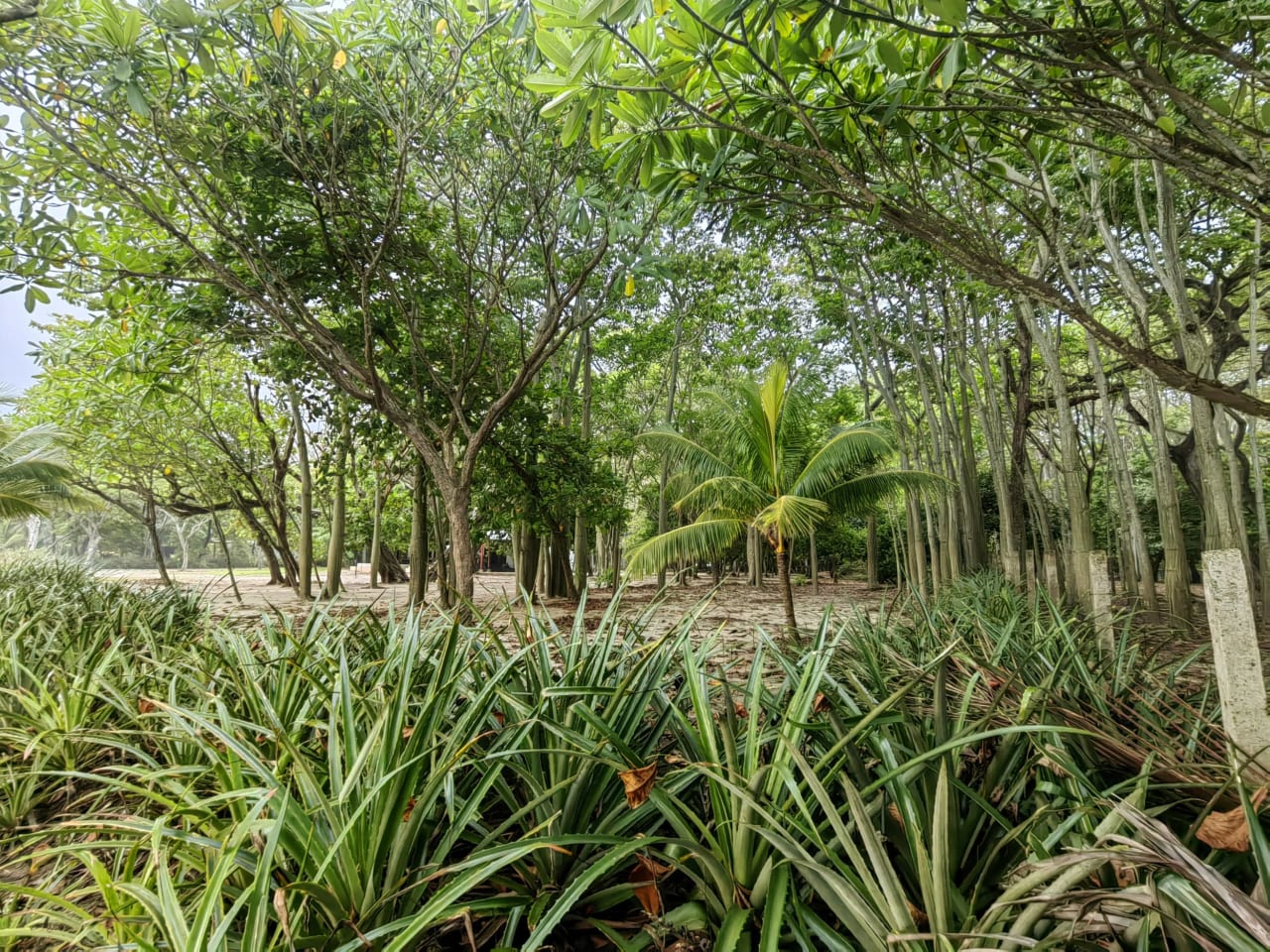 Oceanfront Lot in Santa Teresa