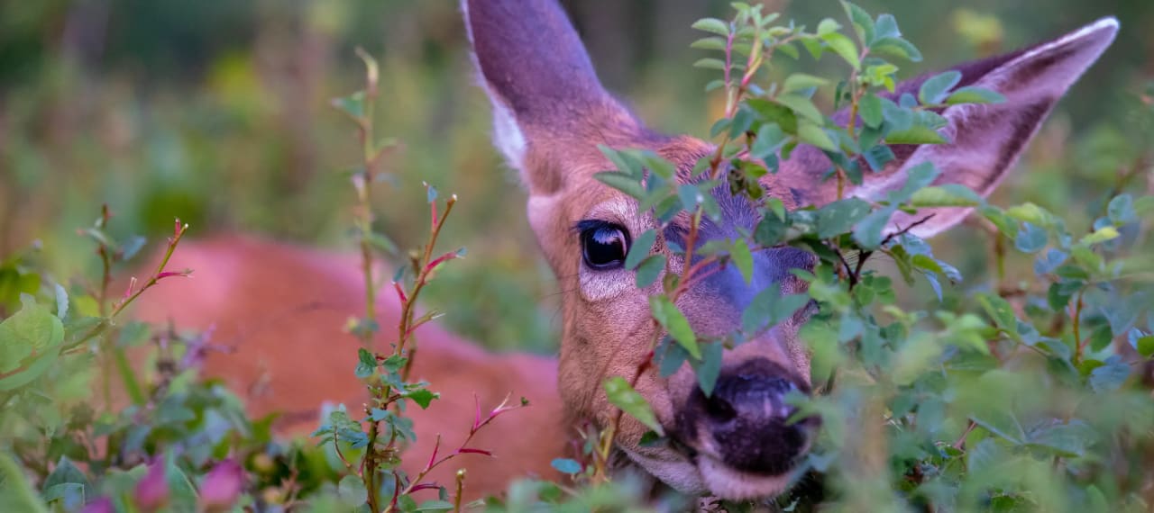 Baby Elk in the garden in Oceanside Oregon