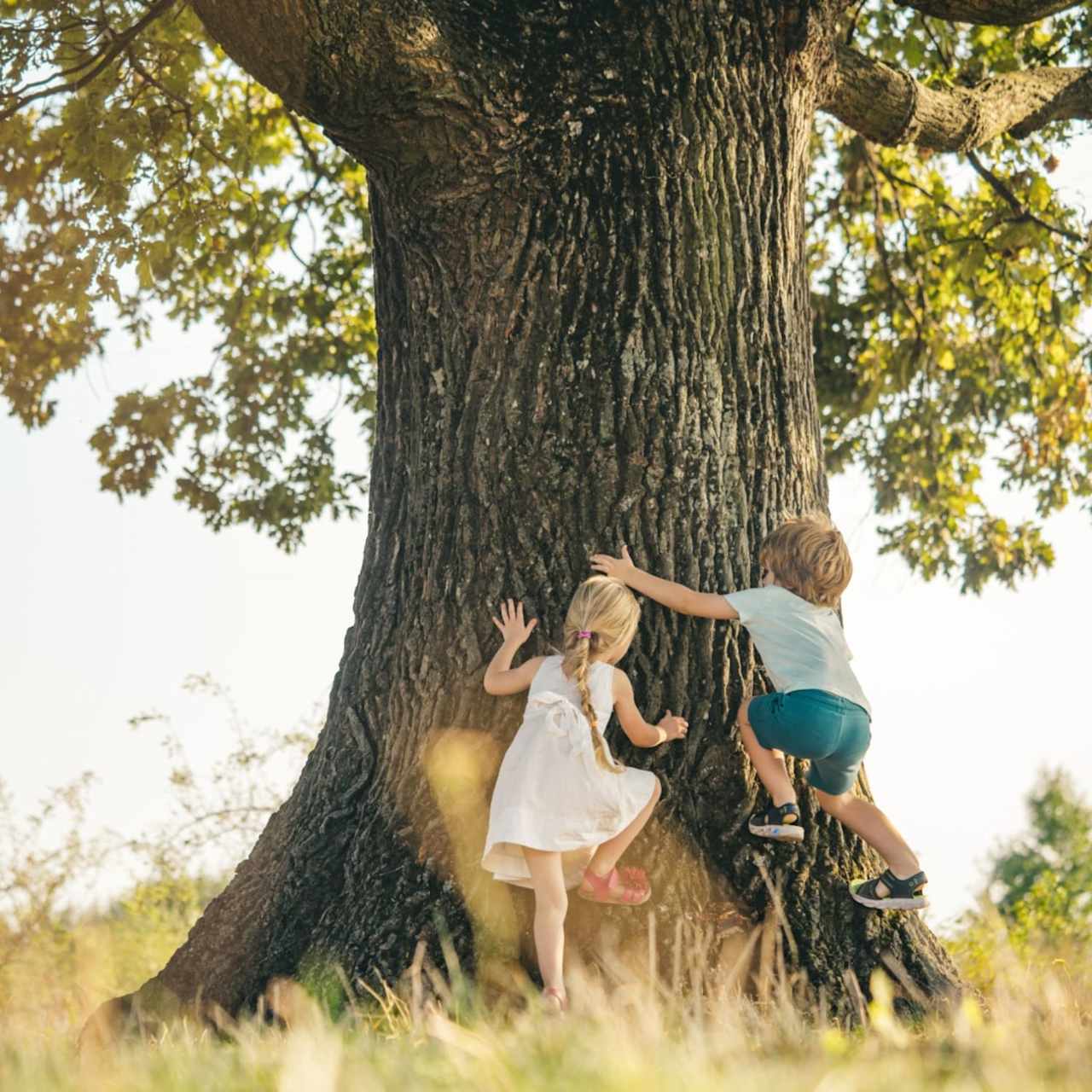 A girl in a white dress and a boy in blue shirt and jeans climbing on a tree.