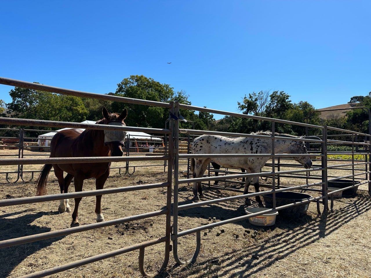 Fall Fun Awaits at Mickelson Pumpkin Patch