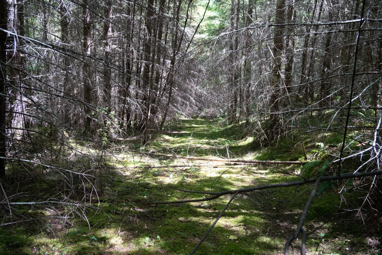 Hayes Hill Tree Farm 