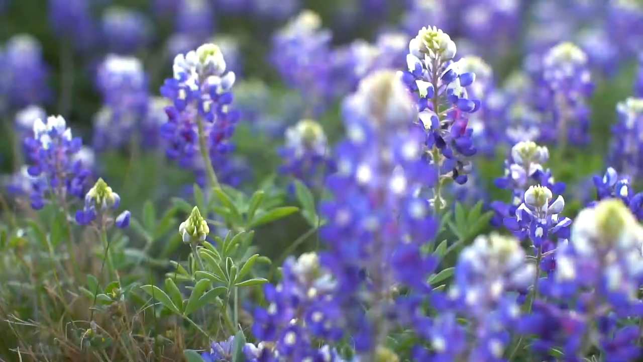 Live the Texas Lifestyle when you work with the Busse Real Estate Group