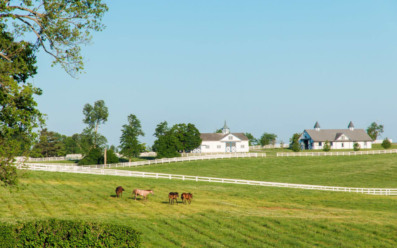 Riding High: The Essentials of Horse Fencing 🐴🌿🛡️