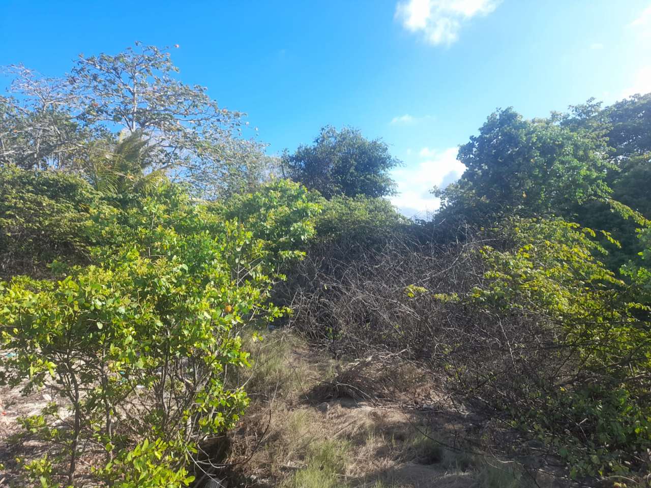 Charming 1.6 acre Caribbean Beachfront peninsular in Dangriga Town, Belize