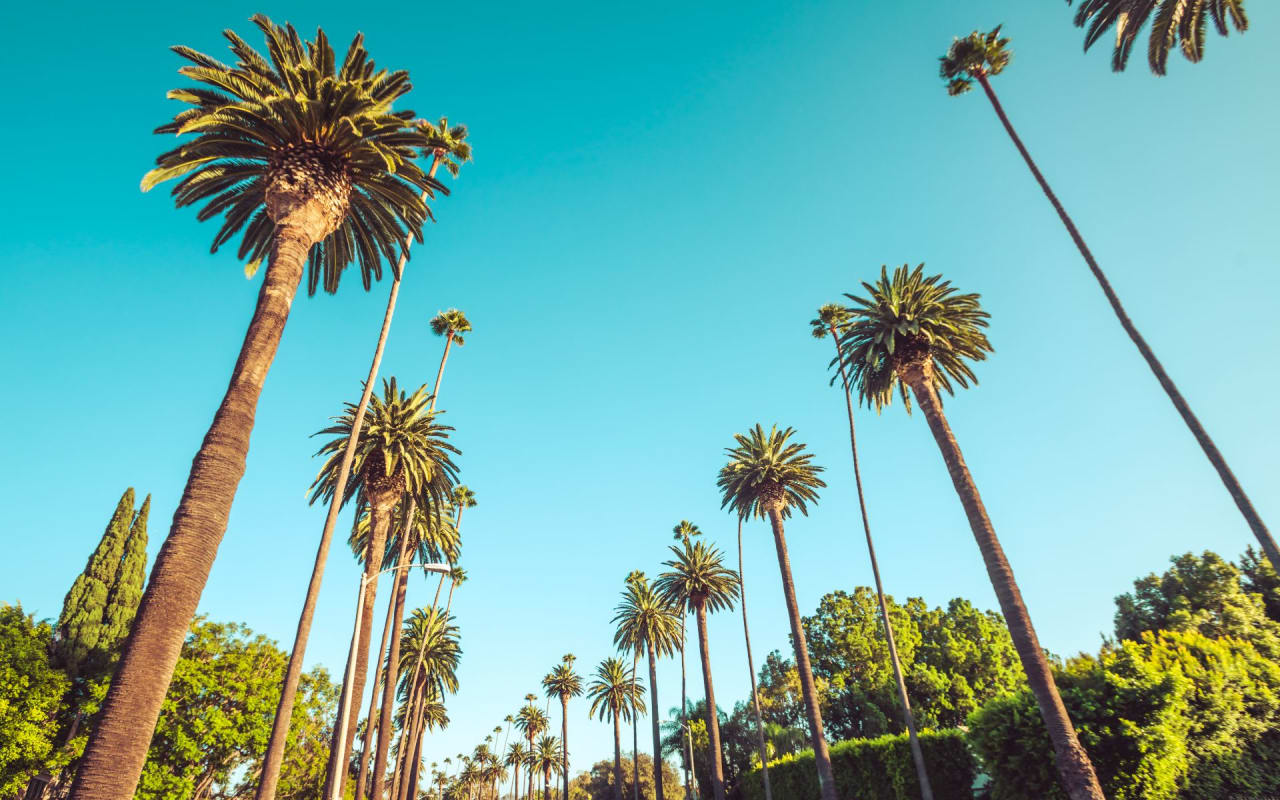 A row of tall palm trees with green fronds sways gently in the breeze against a clear blue sky.