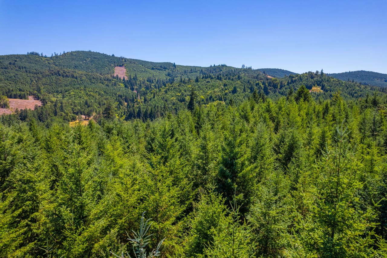 Hayes Hill Tree Farm 