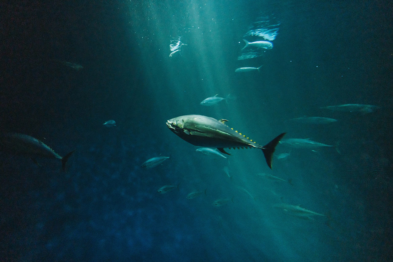 NC Blue Fin Tuna Going Off in 2023! Ou