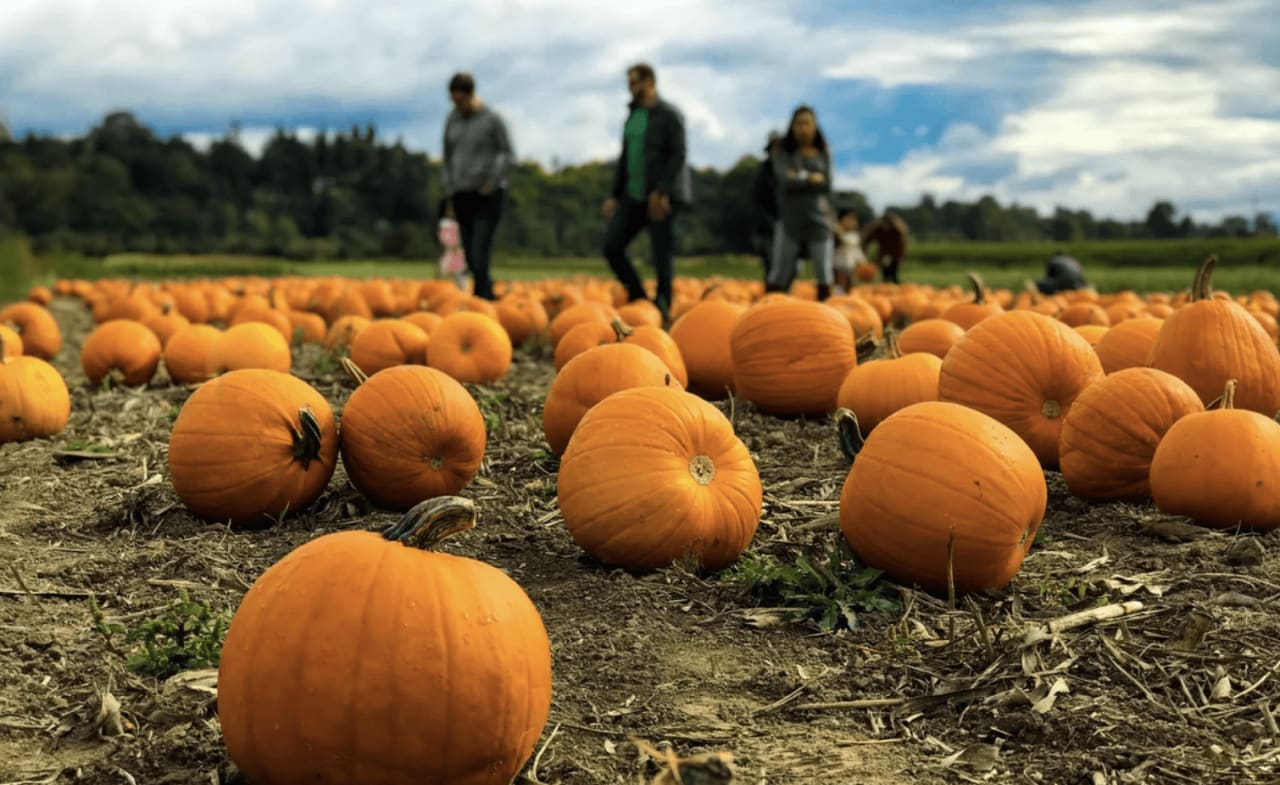 Spooky by the Bay: This Year's Best Halloween Houses in San Francisco - 7x7  Bay Area