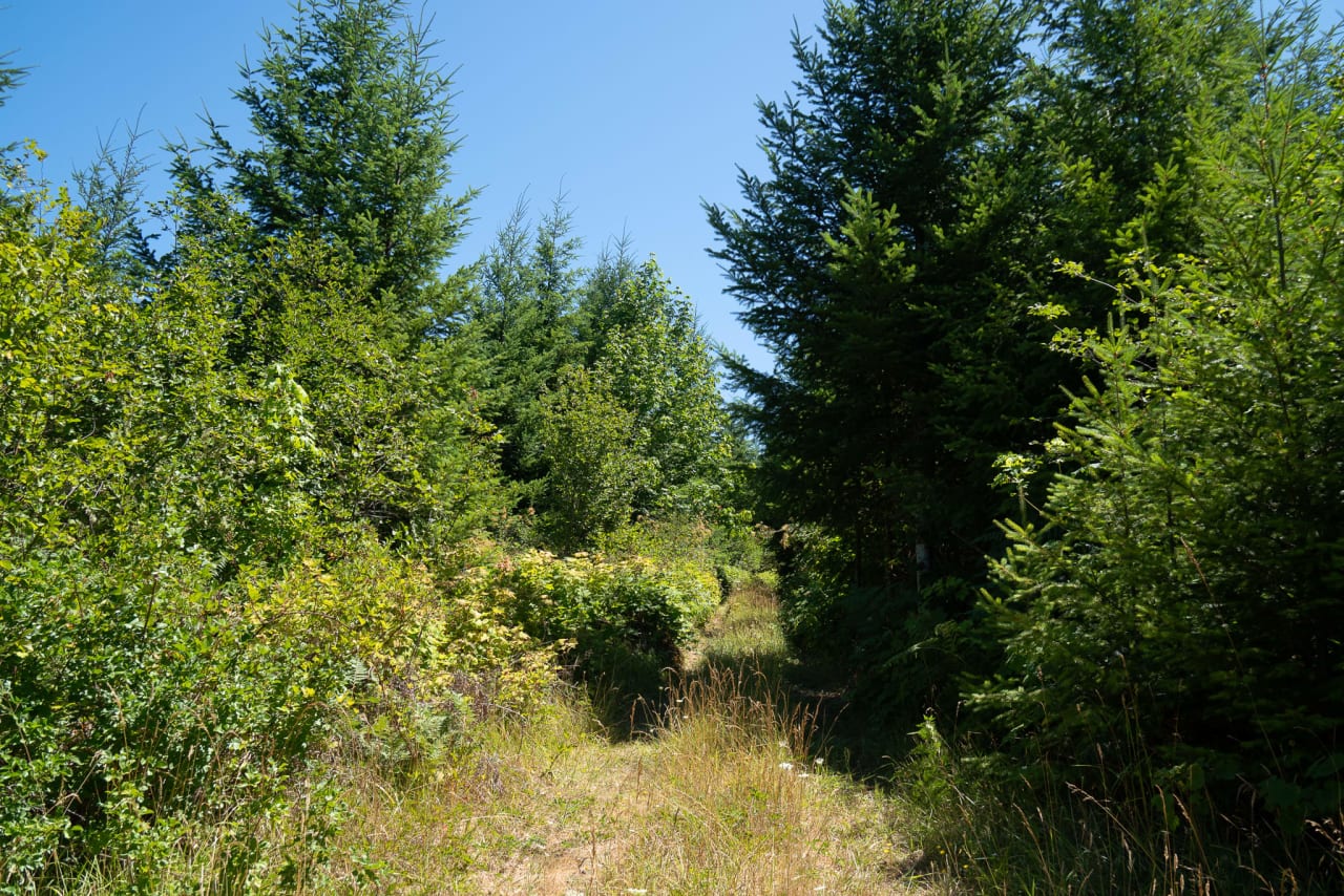 Hayes Hill Tree Farm 