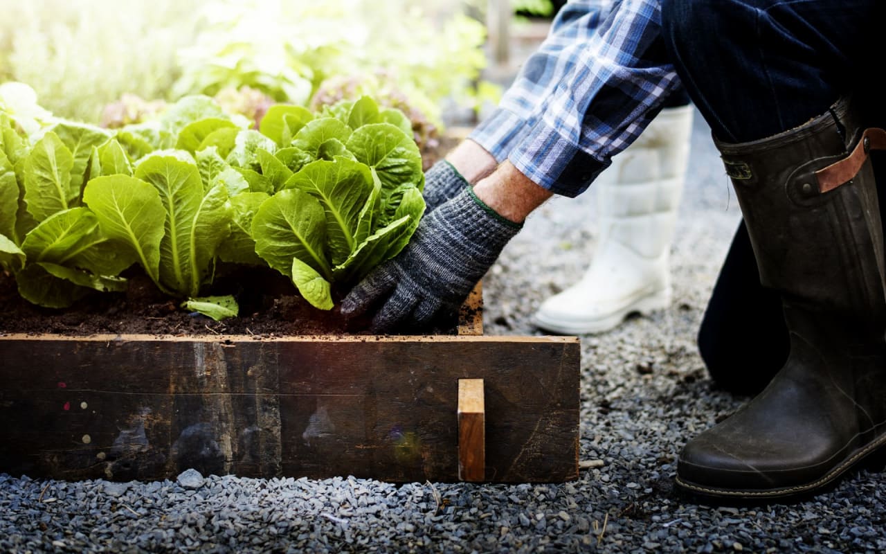 Kitchen Garden: Tips For A Successful Harvest