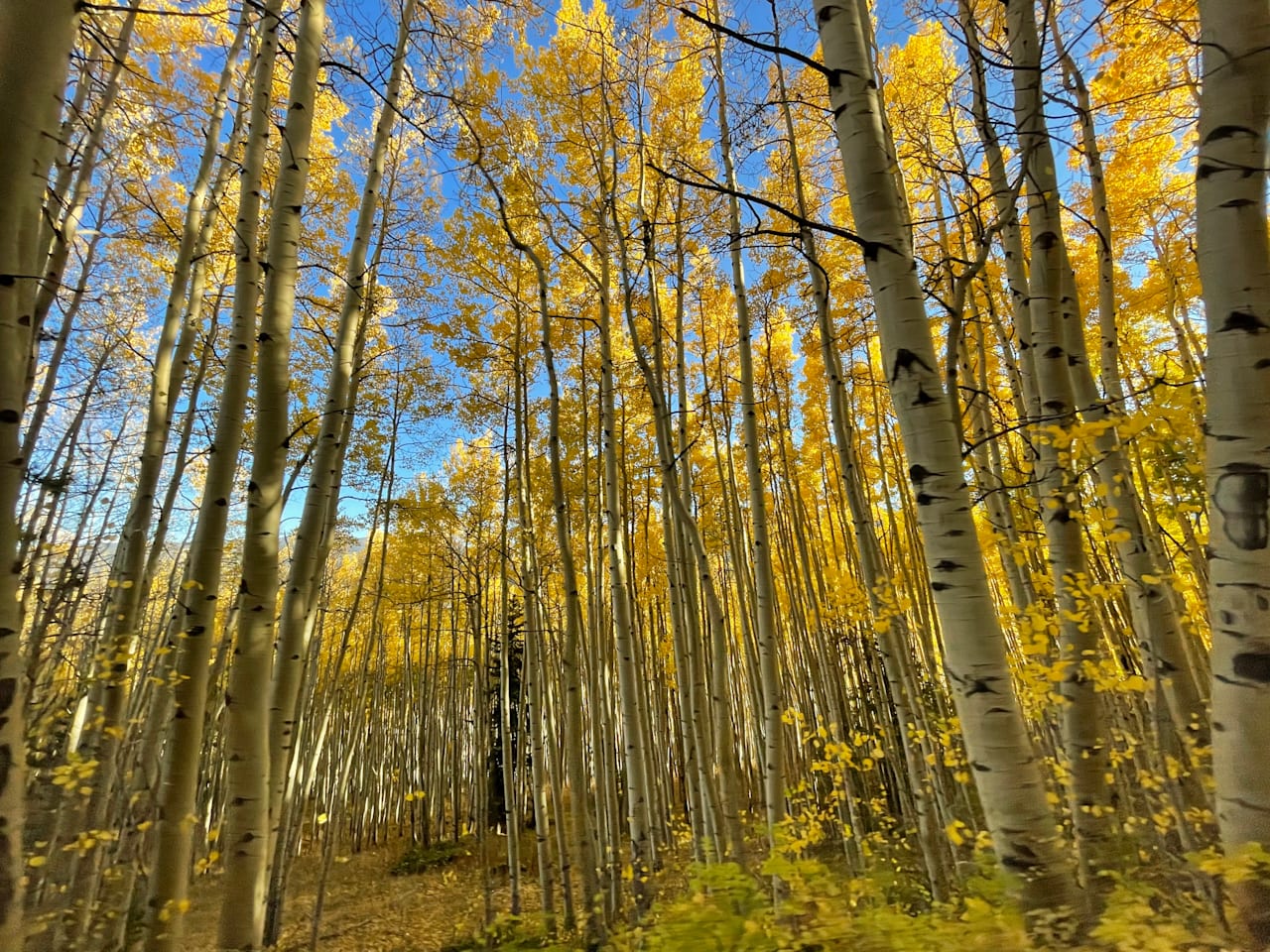 First Colorado Land Office Colorado Real Estate Experts