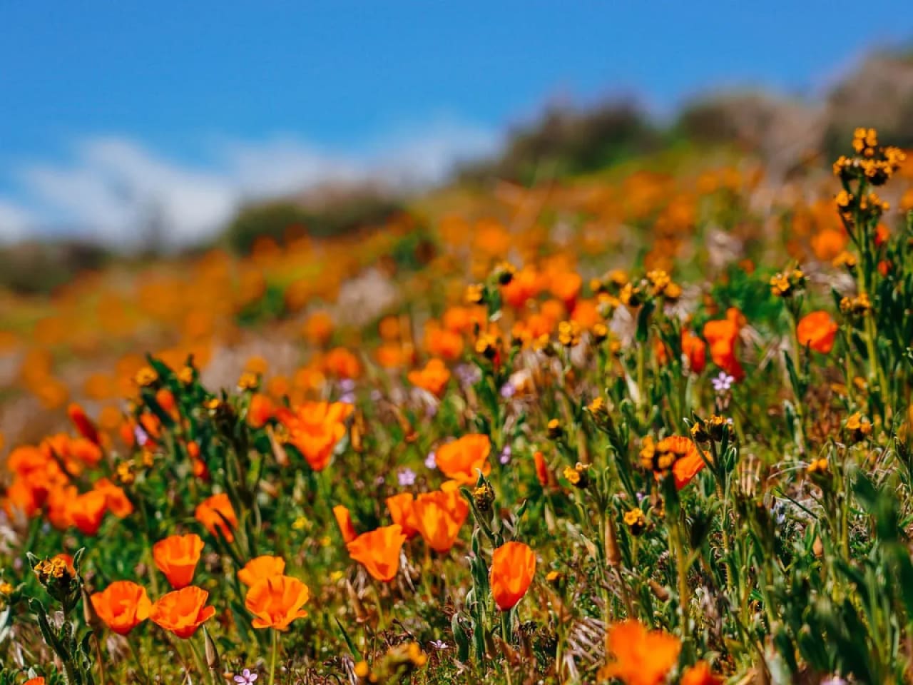 The Superbloom x Two Weekend Getaways