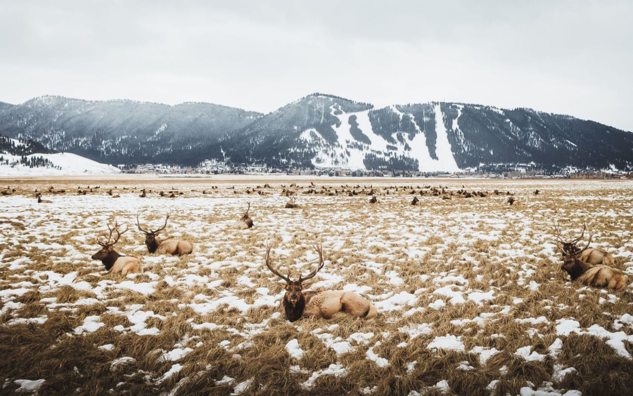 Explore Wyoming’s Wild Side:  A Guide to Area Wildlife