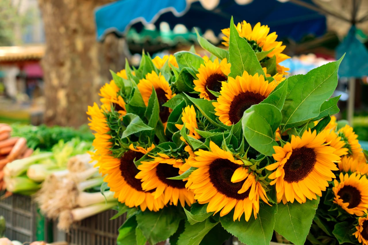 Farmers Markets