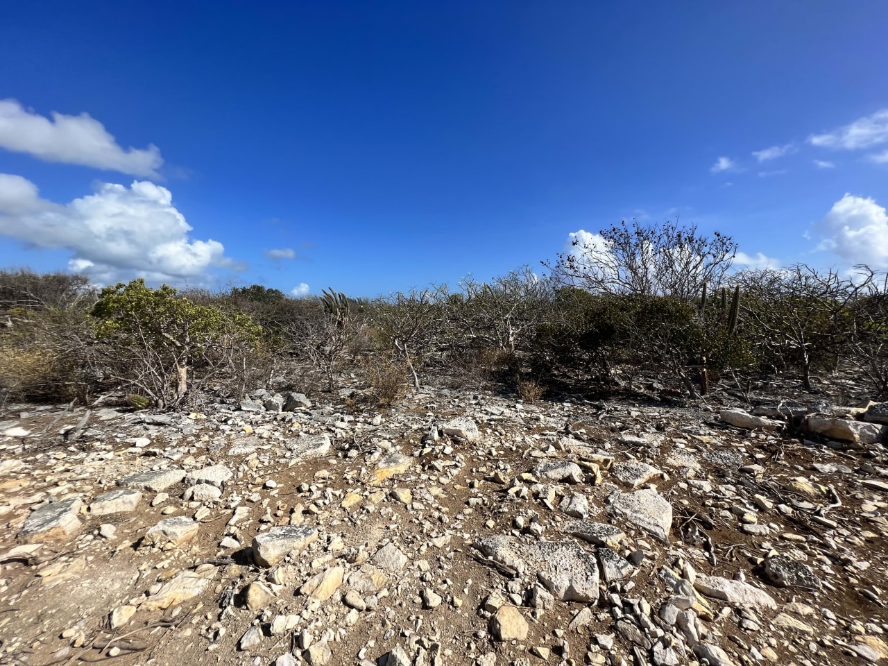 780 .575 Acres at Loblolly Bay