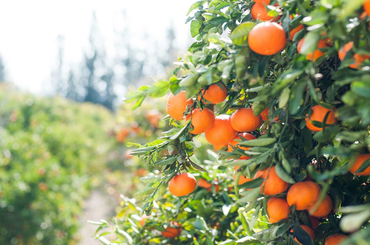 Citrus grove in Arcadia, Arizona