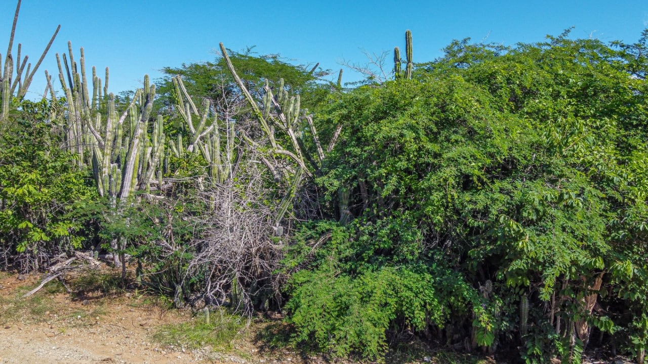 BES Islands Real Estate Bonaire Land For Sale Investment