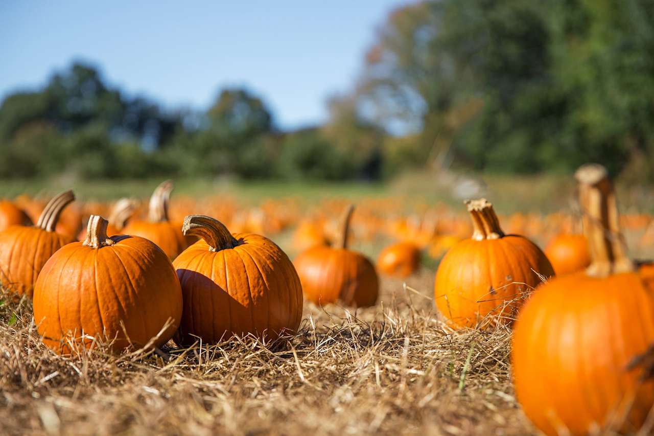 30 Events in Charlotte this Halloween Weekend