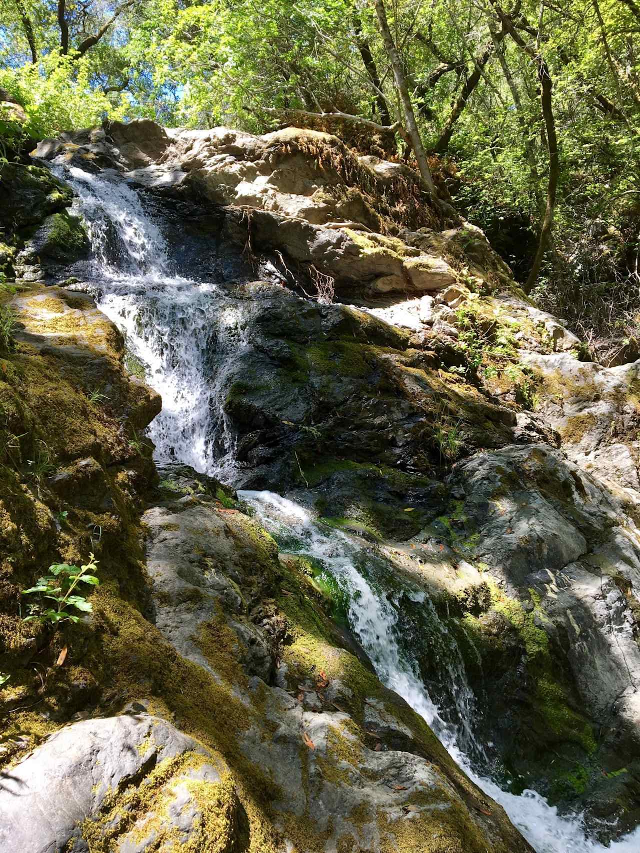 Fairfax Marin County, Homes for sale, home prices, realtor, real estate agent, housing market