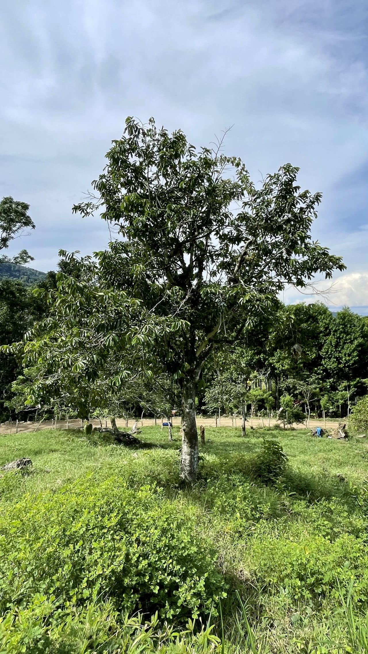 Stunning Ocean View Farm in San Luis de Morete, Over 23 Acres