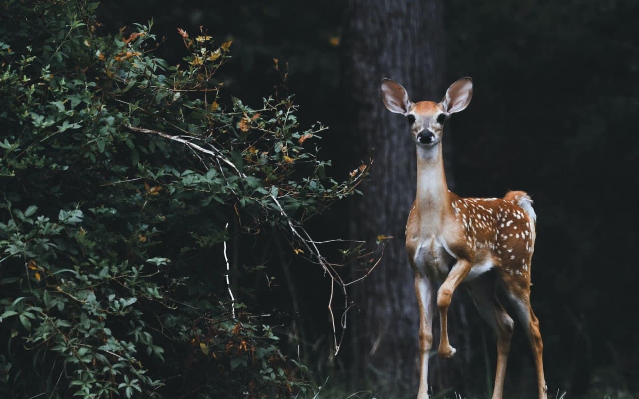 Spring Wildlife Management in Mason, TX