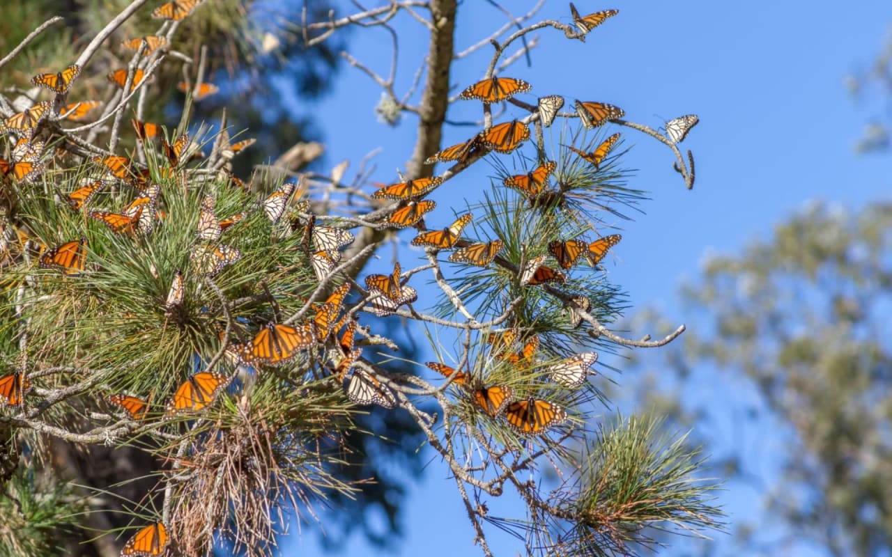 Monarch Butterfly Grove: A Local's Ultimate Guide