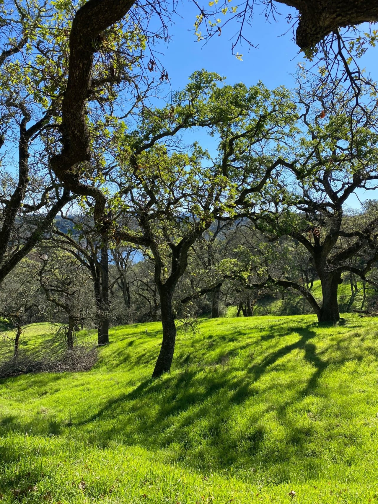 Orinda