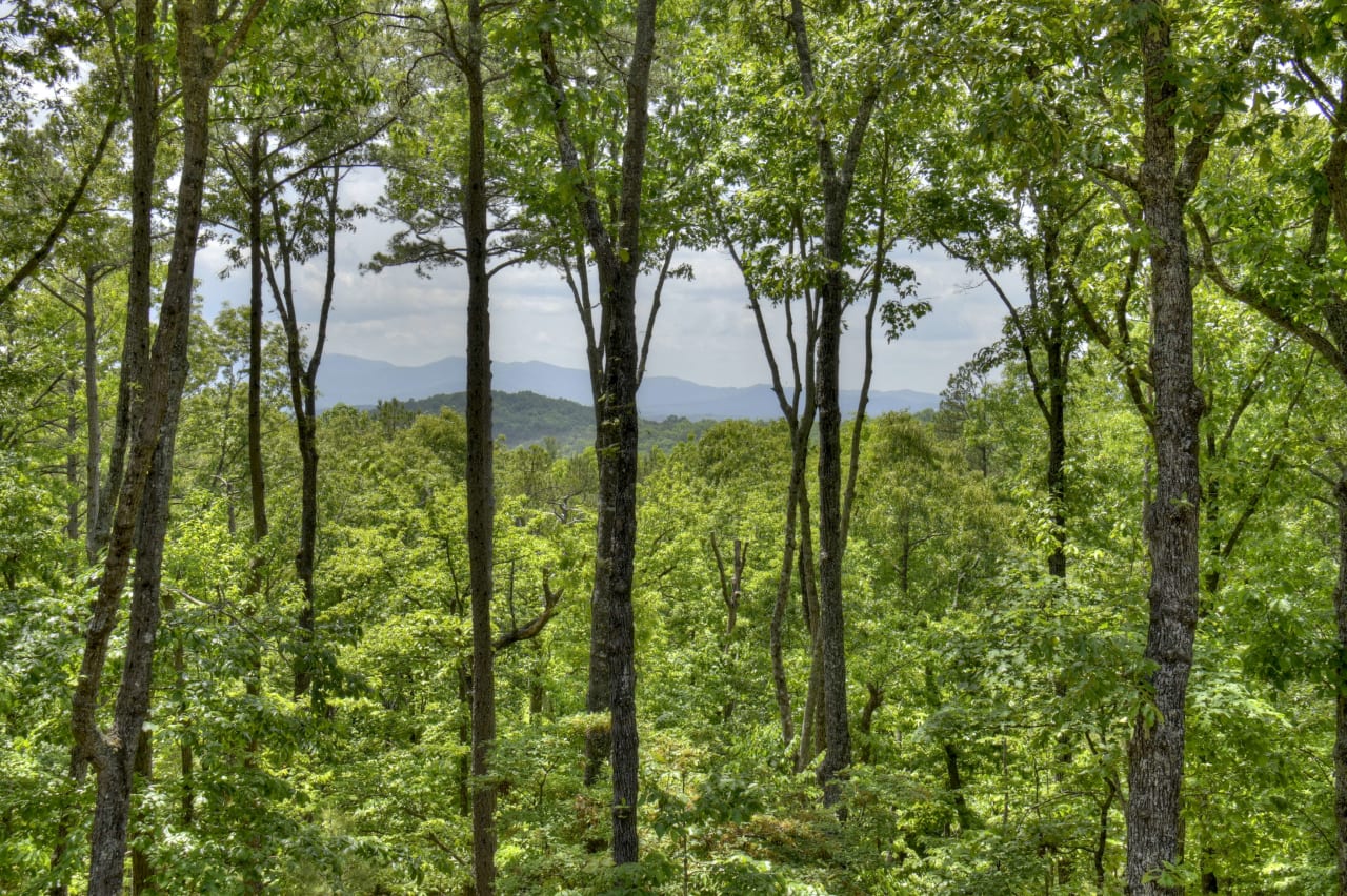 A forest with mountains in the background