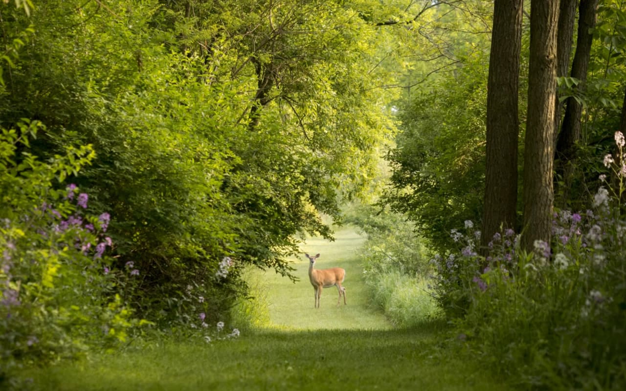 Rowayton: A Hidden Gem for First-Time Home Buyers and Nature Enthusiasts