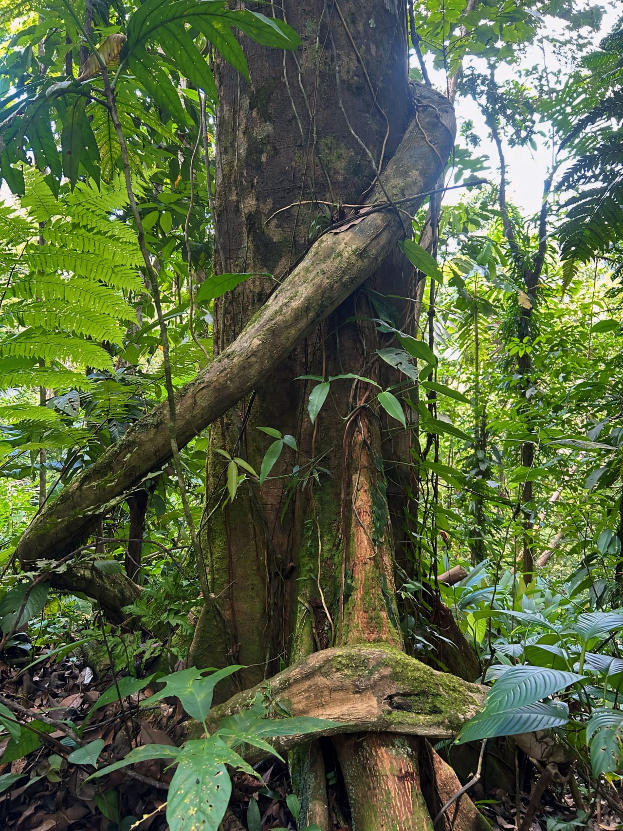 Finca Cerro del Tigre!   Over 20 Acres of Primary Forest and  Waterfalls. 