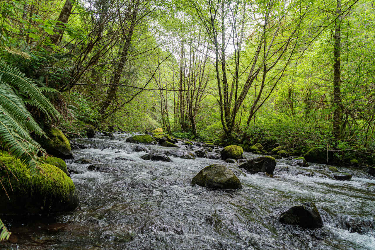 Three Rivers Conservation Project - Ensuring Roosevelt Elk Habitat | Blog