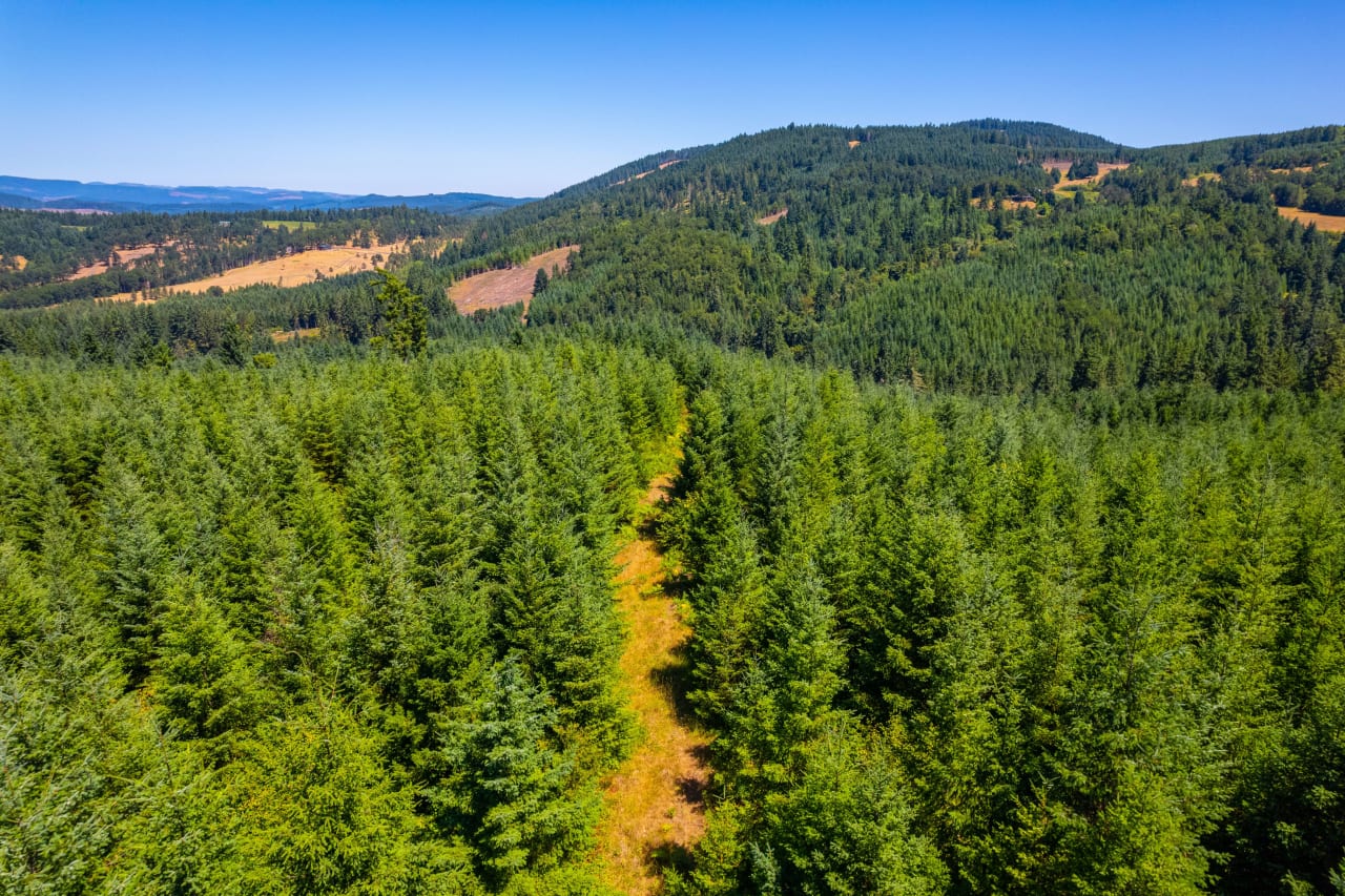 Hayes Hill Tree Farm 