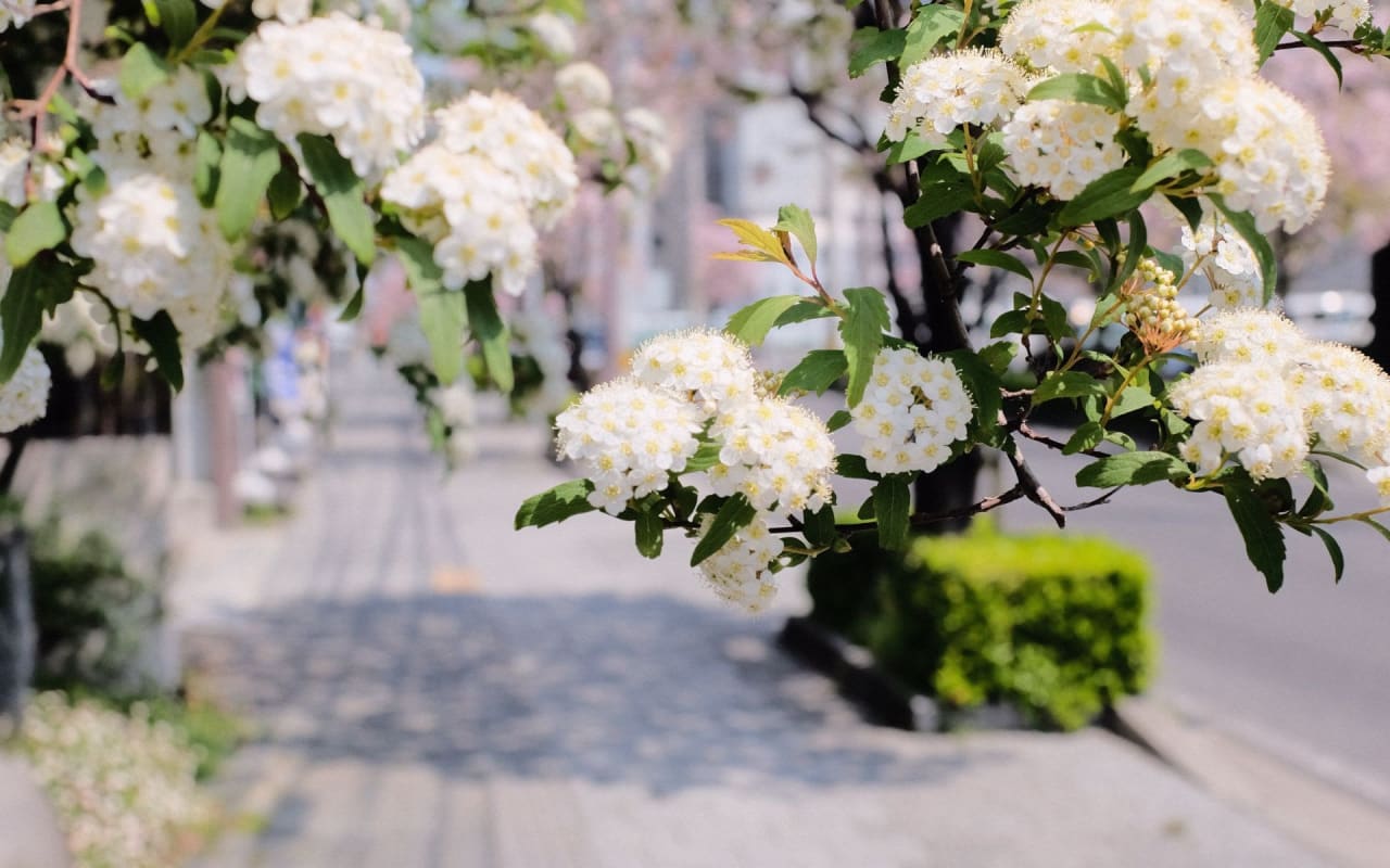 A cluster of white flowers growing on a tree branch that overhangs a sidewalk