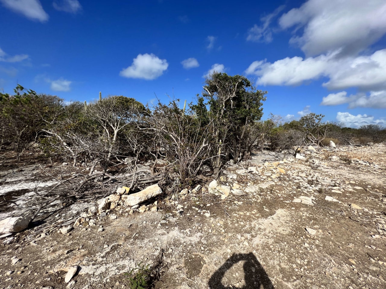 781 .527 Acres at Loblolly Bay