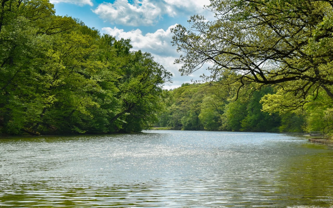 A lake surrounded by evergreen and deciduous trees on a sunny day.