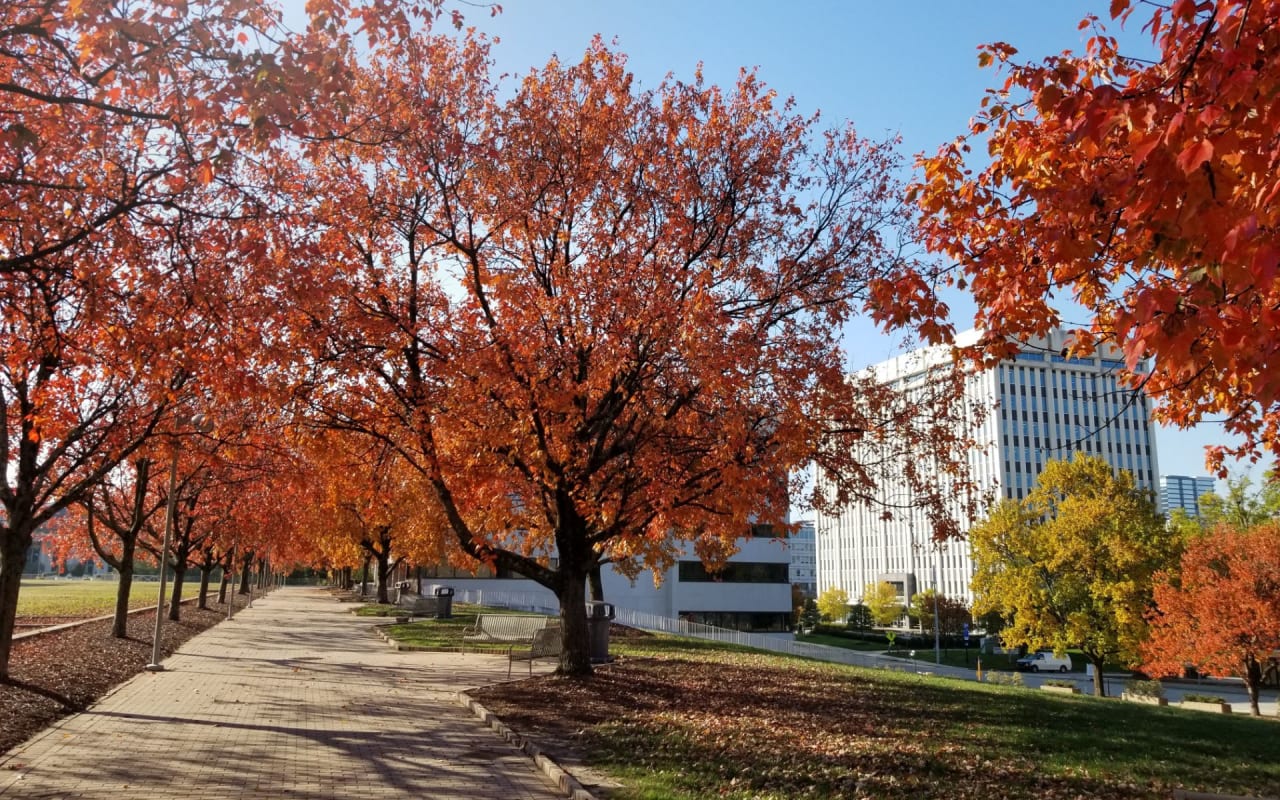 North Raleigh