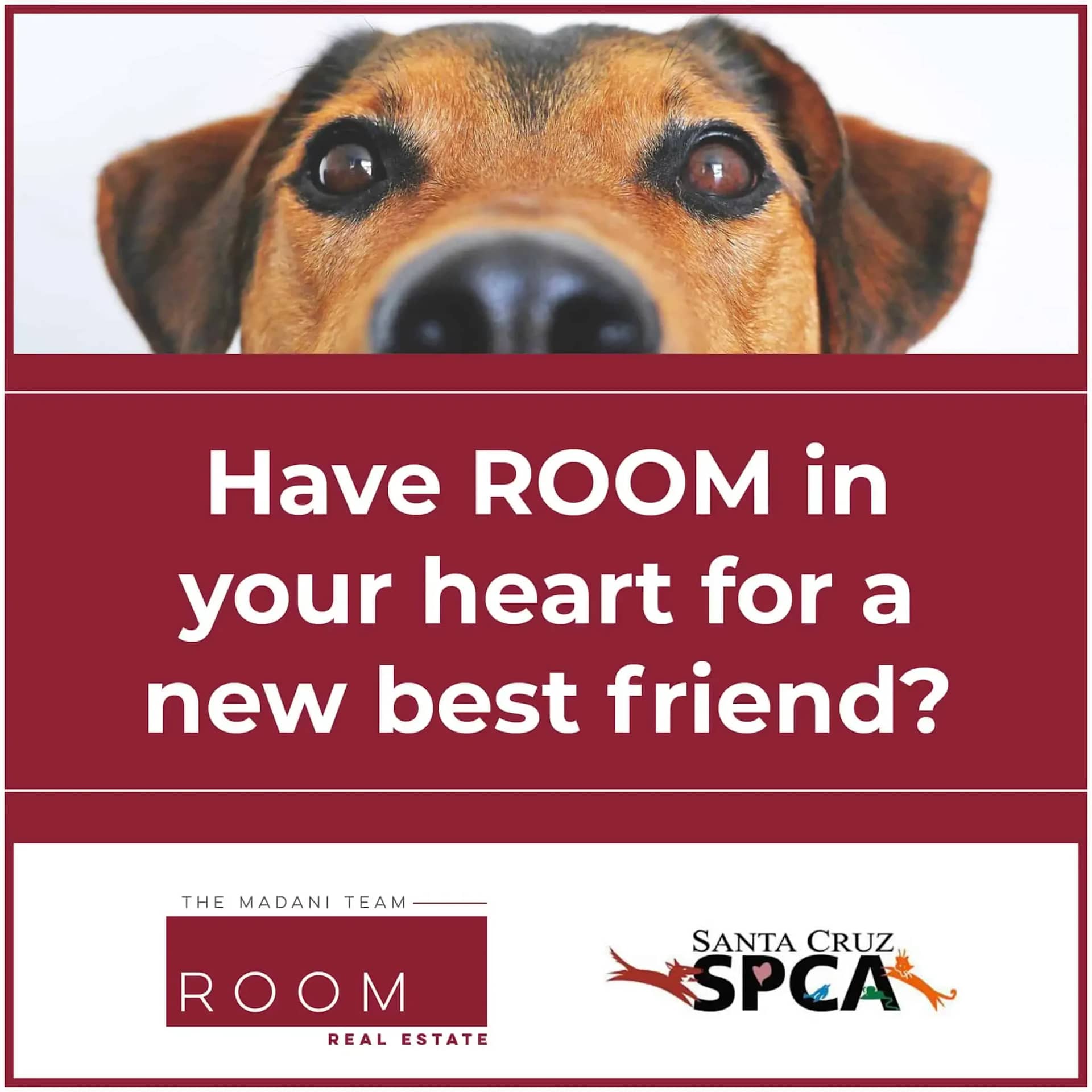 Santa Cruz SPCA adoption graphic: “Have ROOM in your heart for a new best friend?”