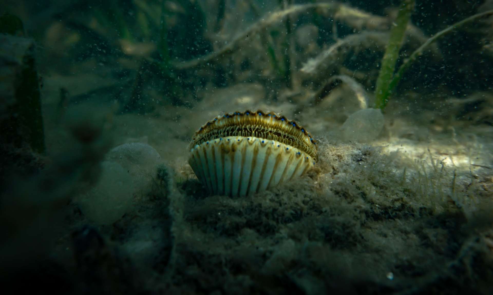 Discover the Bountiful Delights of Scallop Season in Port St. Joe, Florida