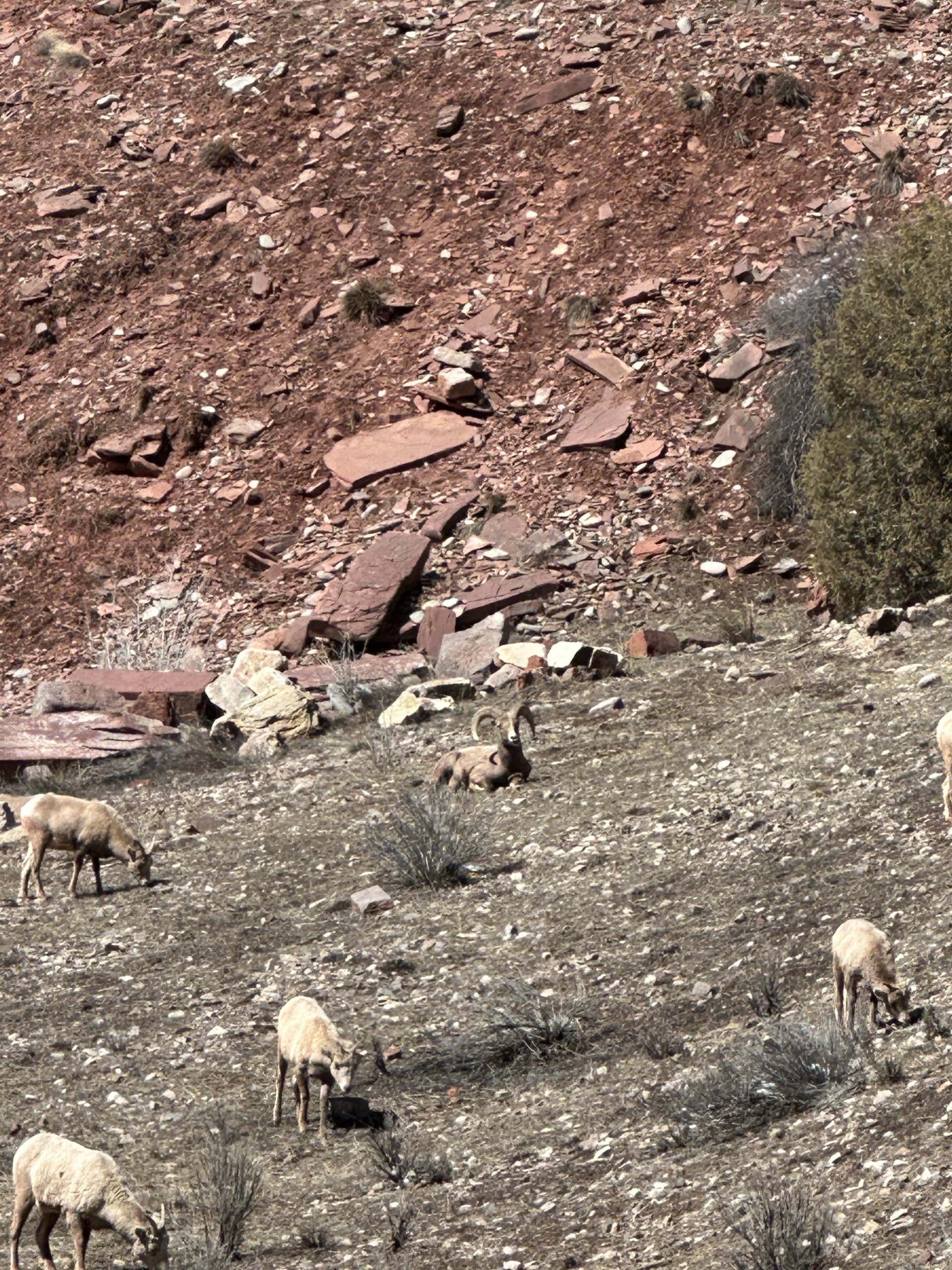 Big horn sheep in Southwest Colorado