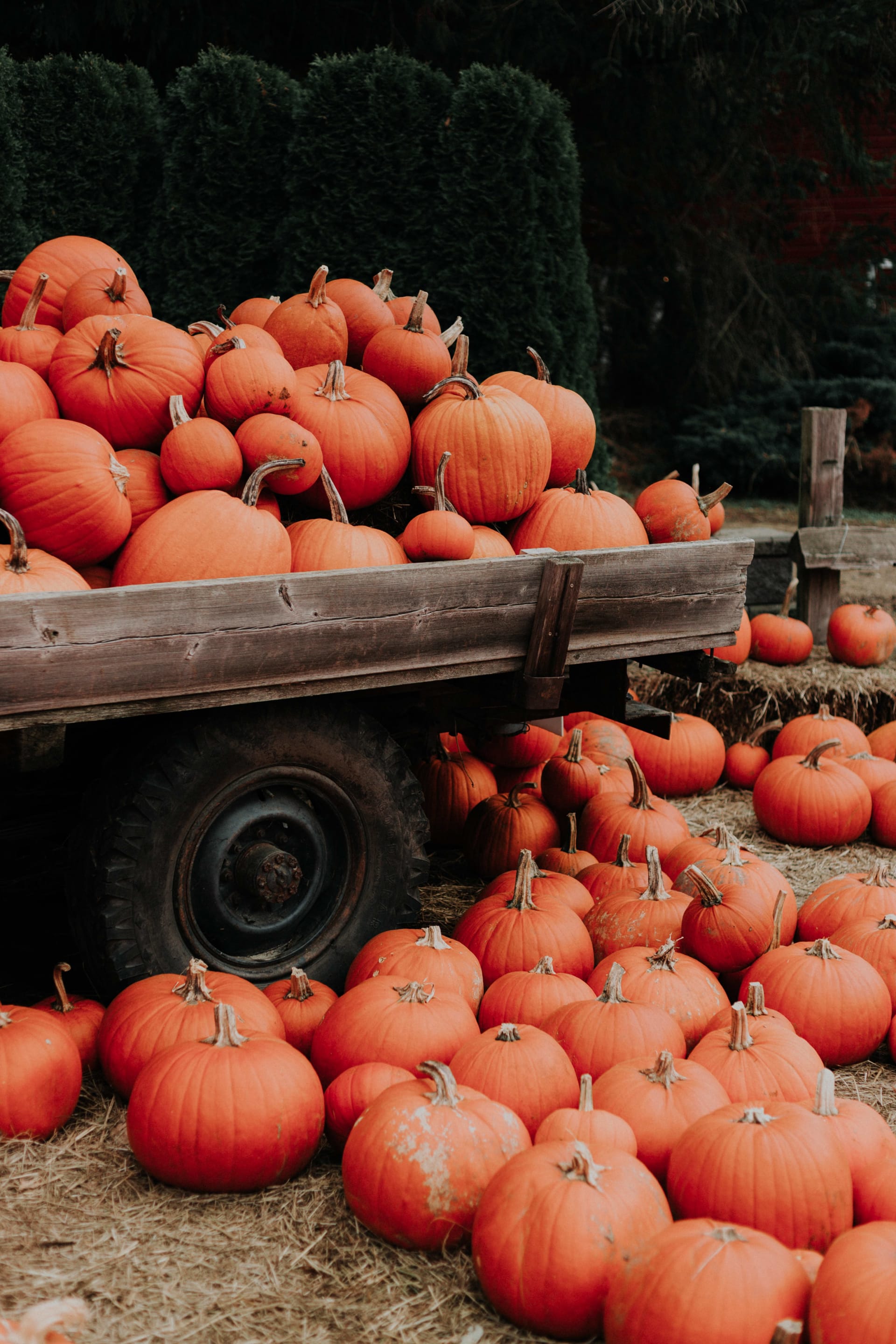 5 Fantastic Fall Festivals Near You