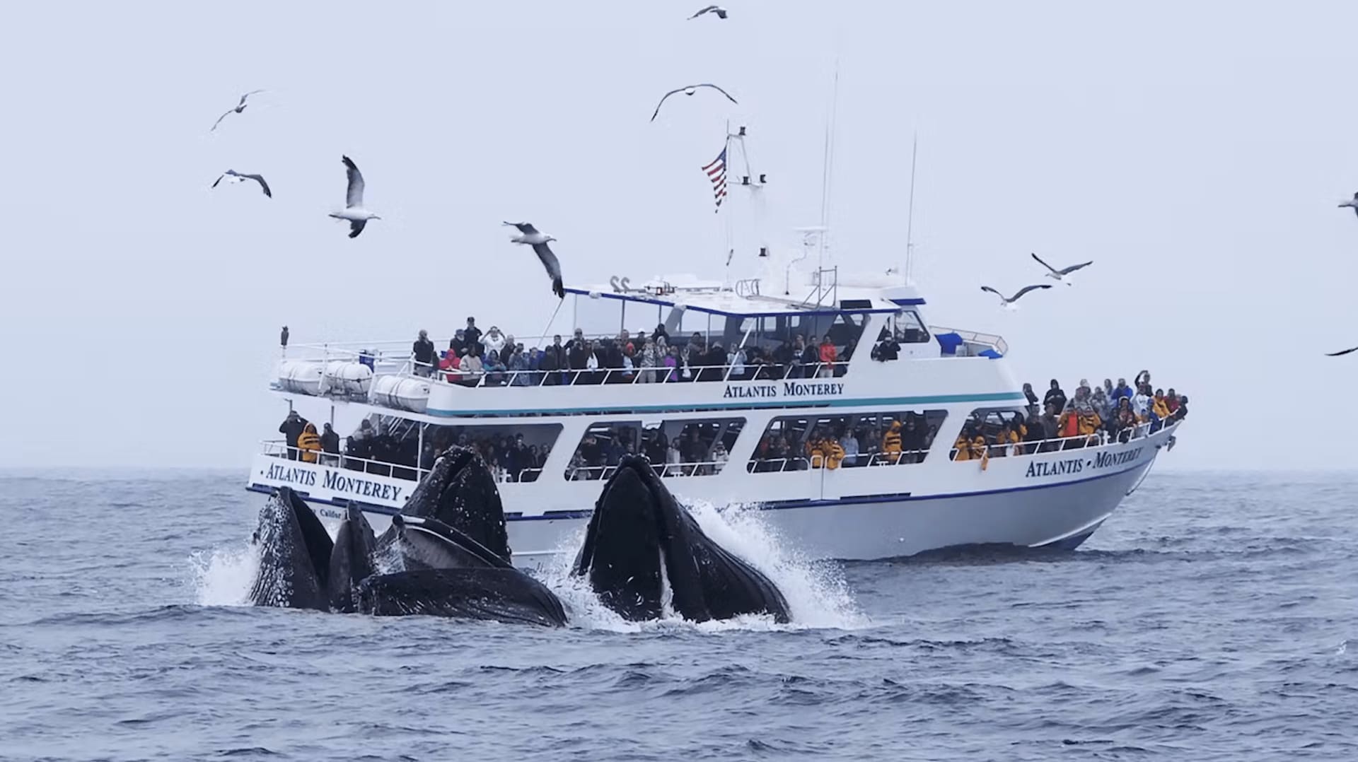 Whale Watching in Monterey Bay