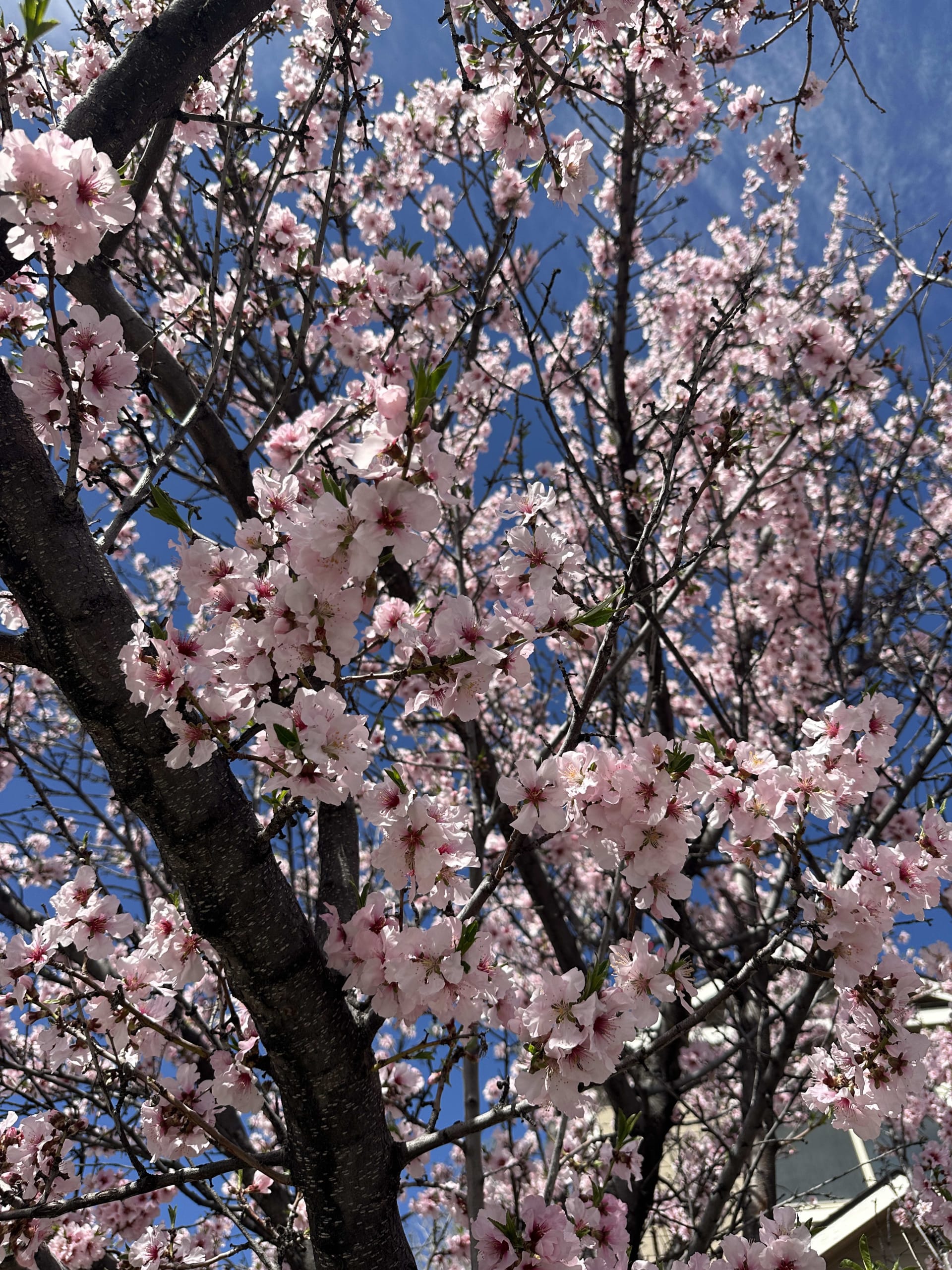 Spring Blossoms in Bayfield, CO