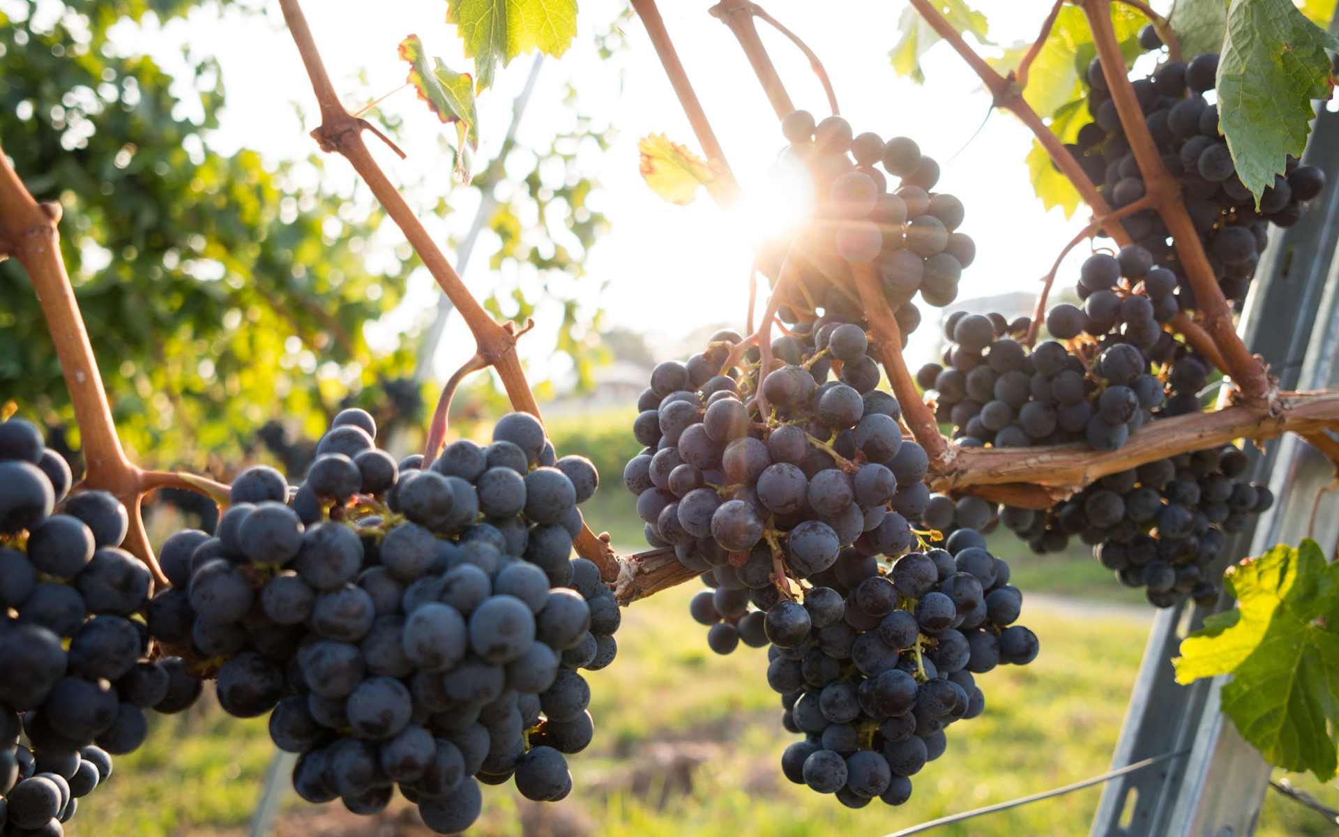 winecountryfinehomes.com logo
