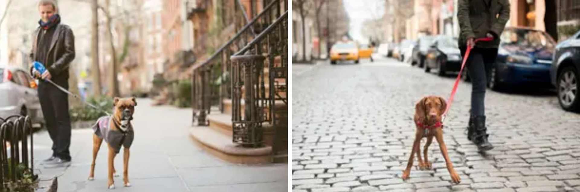 People walk dogs along a sidewalk and cobblestone street lined with parked cars.
