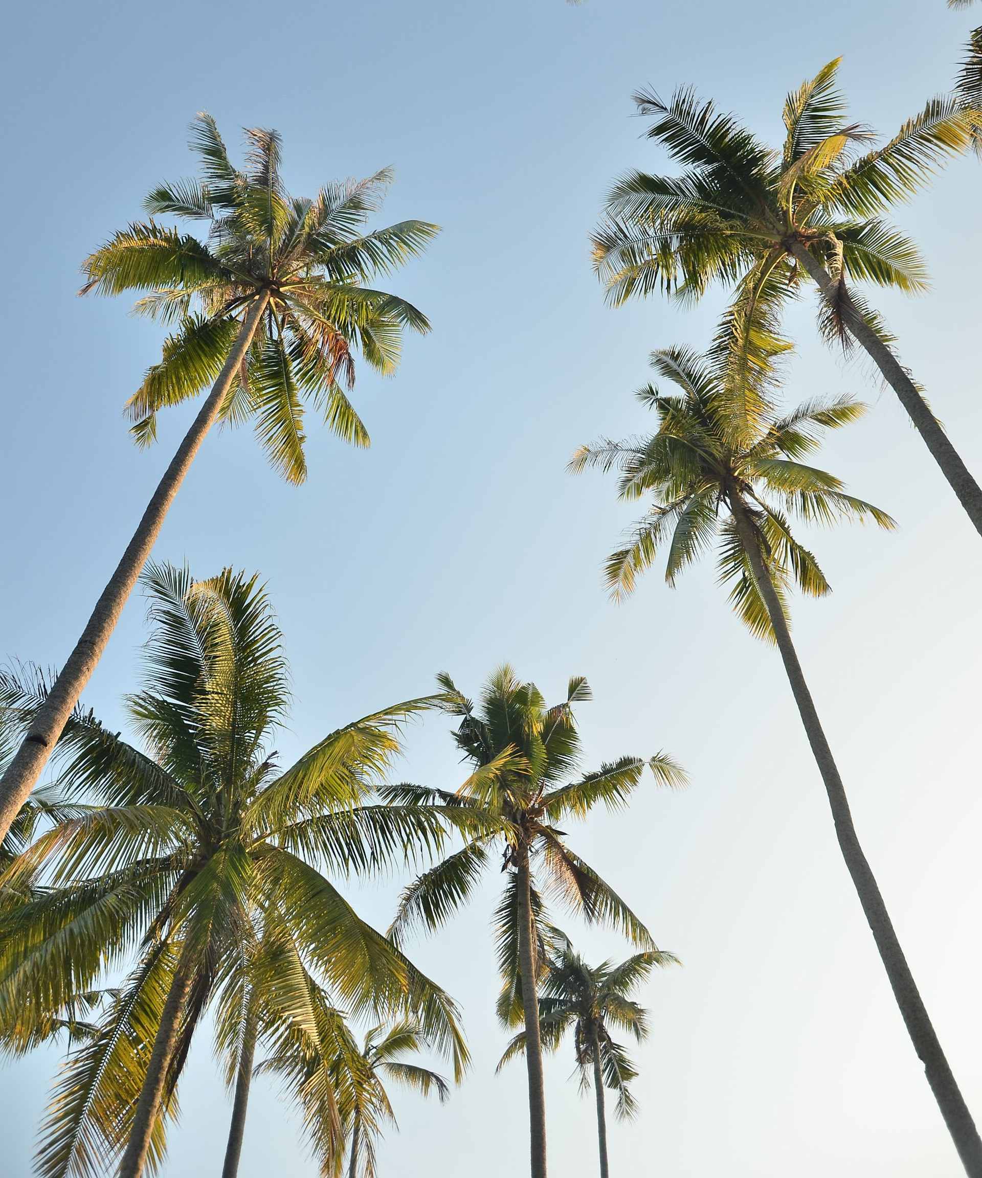 Island Pineapple Realty Indialantic Real Estate Agents