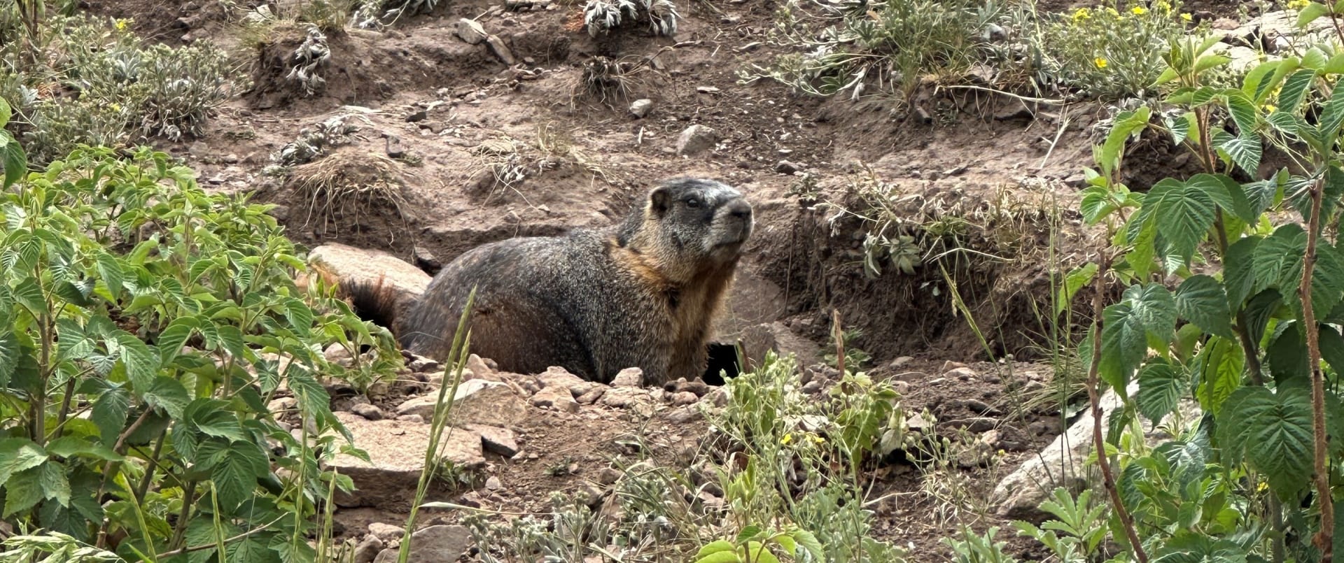 Marmot in the mountains near Durango, CO