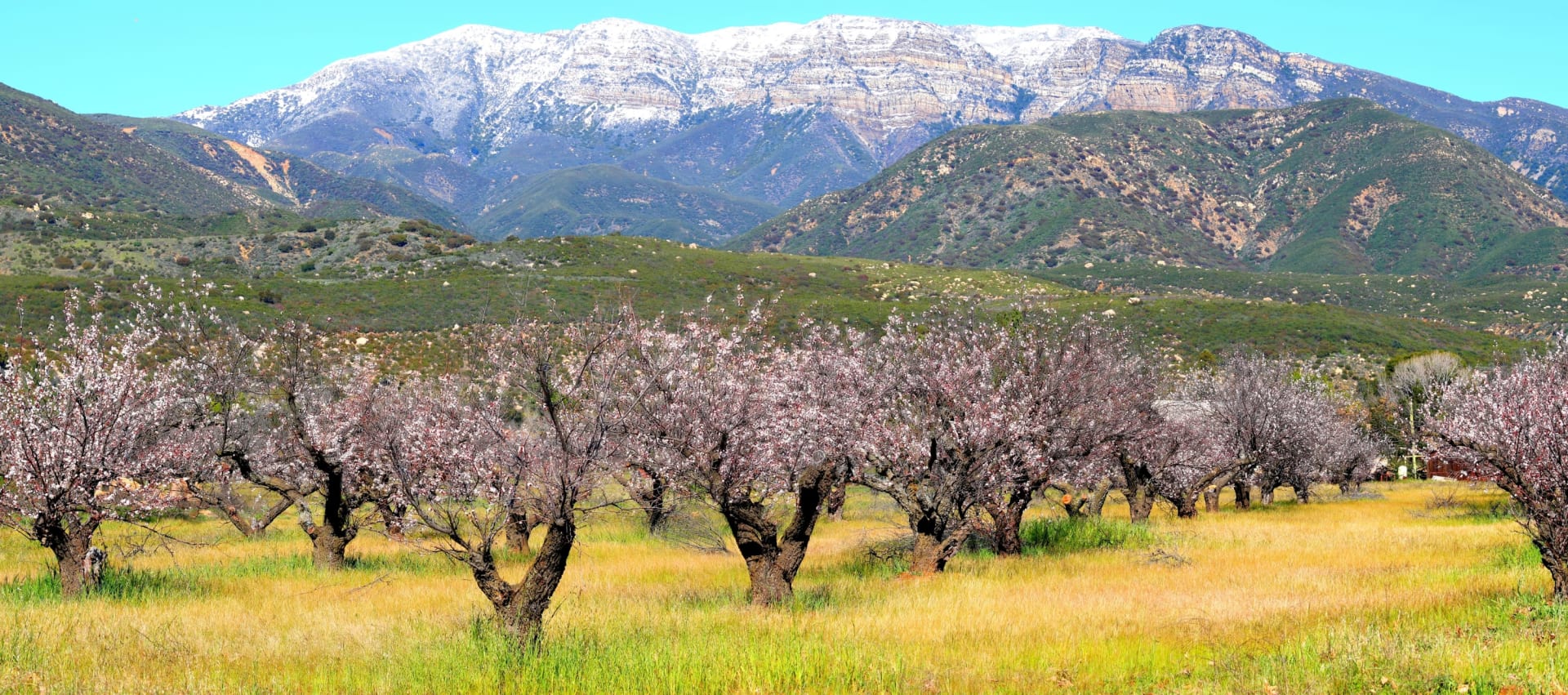 About Sharon MaHarry Ojai California Real Estate Agent