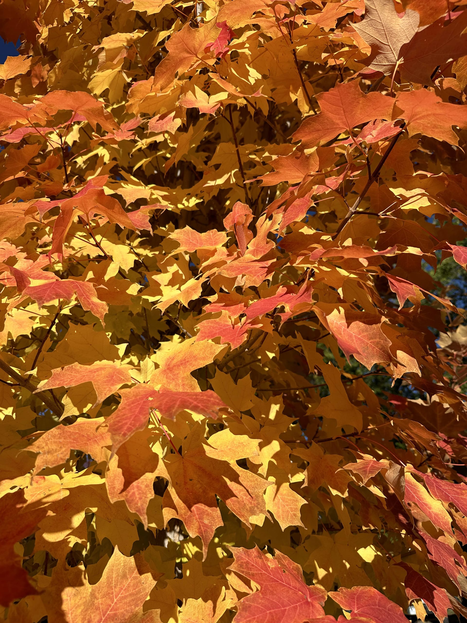 Orange Fall Leaves in Durango, CO