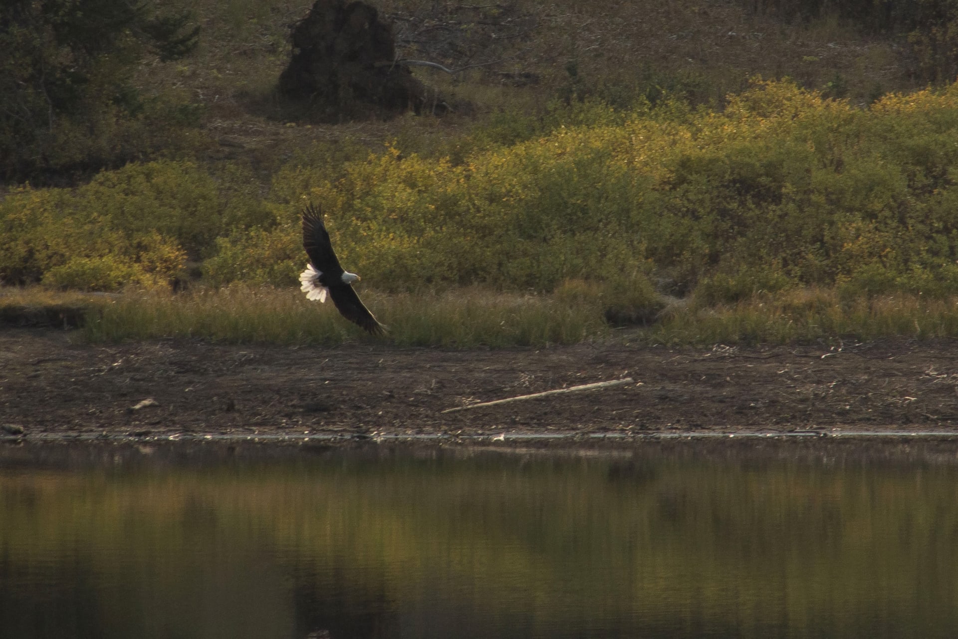 Bald eagle spotted in Colorado